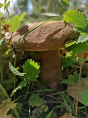 Boletus betulicola