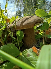 Boletus betulicola
