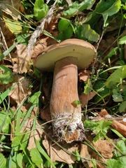 Boletus betulicola