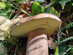 Boletus betulicola