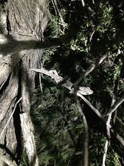 Strophurus intermedius