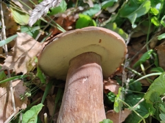Boletus betulicola