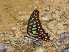 Graphium arycles