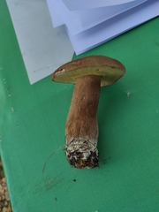 Boletus betulicola