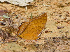 Charaxes distanti