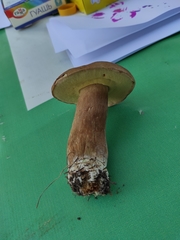 Boletus betulicola