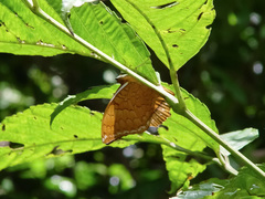 Charaxes distanti