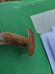 Boletus betulicola