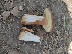 Boletus betulicola