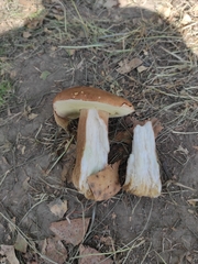 Boletus betulicola