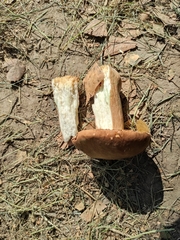 Boletus betulicola