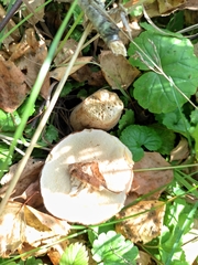 Boletus betulicola