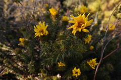 Cullumia carlinoides