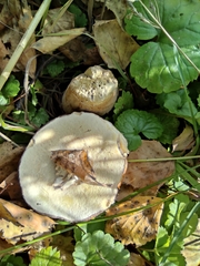 Boletus betulicola