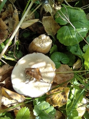 Boletus betulicola