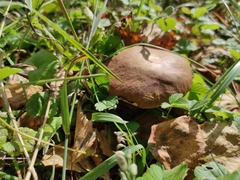 Boletus betulicola