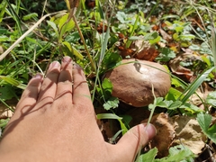 Boletus betulicola