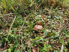 Boletus betulicola
