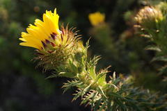 Cullumia carlinoides