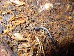 Batrachoseps wrighti