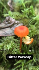 Hygrocybe mucronella