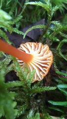Hygrocybe mucronella