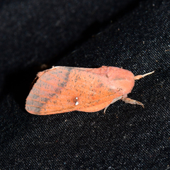 Syssphinx bicolor