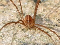 Opiliones