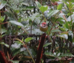 Poecilotriccus ruficeps