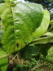 Anisoscelis foliaceus