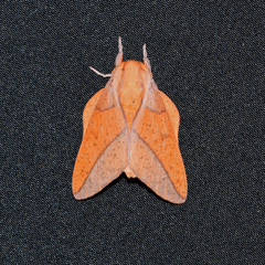 Syssphinx bisecta