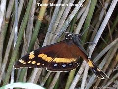 Aeropetes tulbaghia
