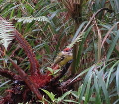 Poecilotriccus ruficeps