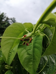 Anisoscelis foliaceus