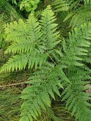 Pteridium pinetorum