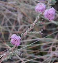 Erica cooperi cooperi
