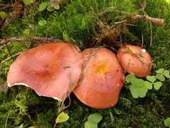 Russula intermedia