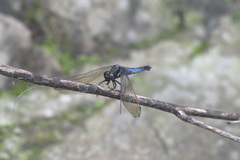 Orthetrum triangulare