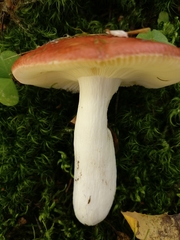 Russula intermedia