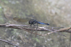 Orthetrum triangulare
