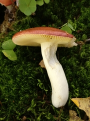Russula intermedia