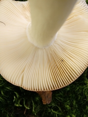Russula intermedia