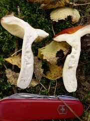 Russula intermedia