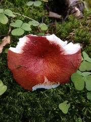 Russula intermedia