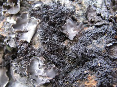 Pseudephebe pubescens