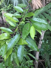 Drypetes lateriflora