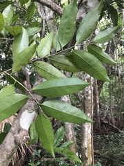 Drypetes lateriflora
