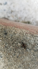 Coccinellidae