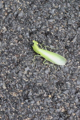 Tropidomantis gressitti