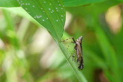 Orthopagus splendens